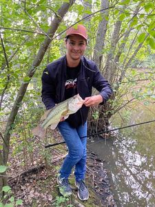Largemouth Bass
