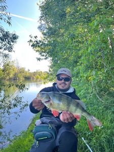 European Perch