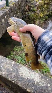 Brown Trout