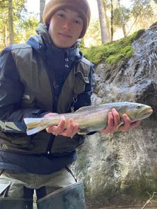 Brown Trout
