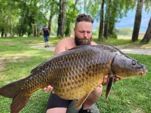 Common Carp