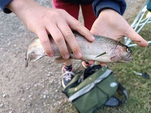 Rainbow Trout