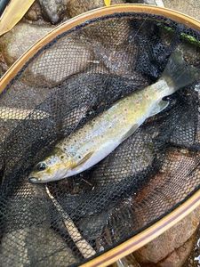 Brown Trout