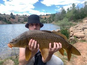 Common Carp