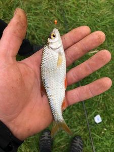 Roach