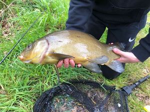 Tench