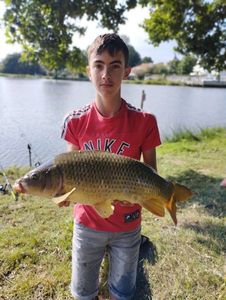 Common Carp