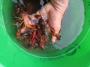 Spinycheek Crayfish