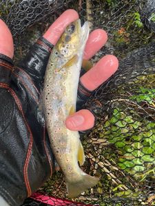 Brown Trout