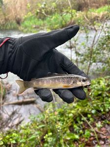 Brown Trout