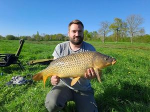 Common Carp