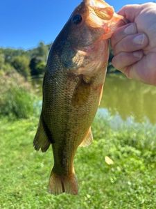Largemouth Bass