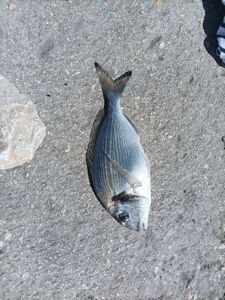 Gilthead Seabream