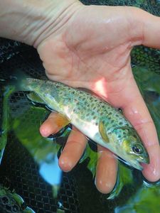Brown Trout