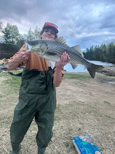 Striped bass