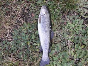 Rainbow Trout