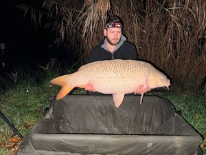 Common Carp
