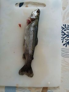 Rainbow Trout