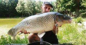 Common Carp
