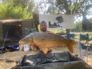 Common Carp