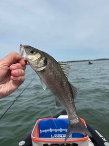 European Bass (Seabass)