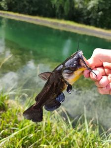 Black Bullhead