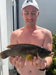 Ballan Wrasse