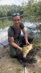 Common Carp