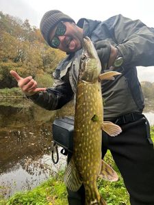 Northern Pike