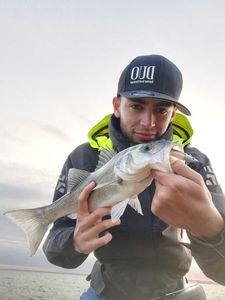 European Bass (Seabass)