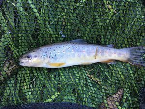 Brown Trout