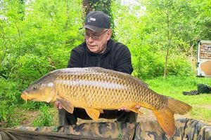 Common Carp