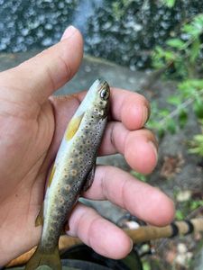 Brown Trout