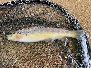 Brown Trout