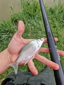 Common Bream