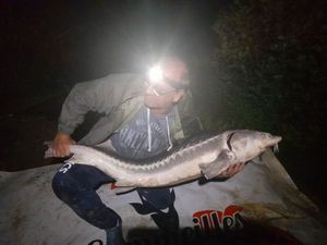 Sturgeon