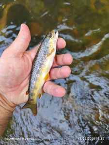 Brown Trout
