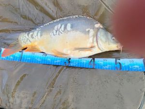 Leather Carp