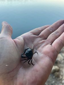Warty Crab