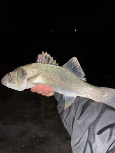European Bass (Seabass)