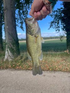 Largemouth Bass
