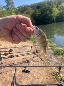European Perch