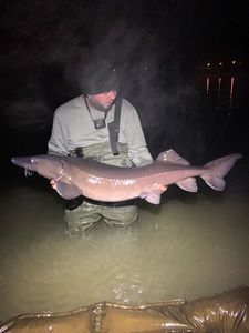 Sturgeon