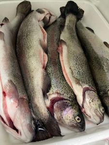 Rainbow Trout
