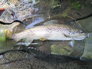 Brown Trout