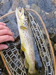 Brown Trout