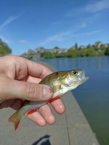 European Perch