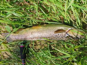Brown Trout