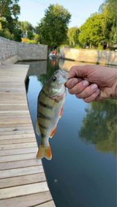 European Perch