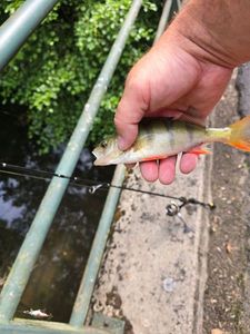 European Perch